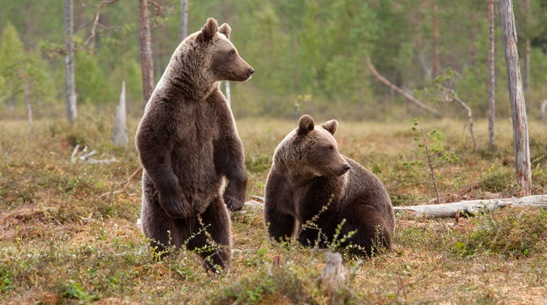 Dua beruang coklat di hutan