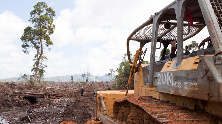 serbuan ke hutan rawa gambut bulldoser merusakkan hutan