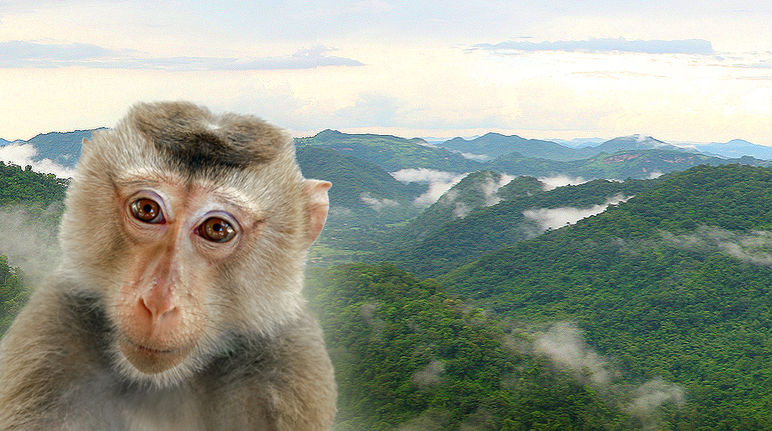 Gambar seekor monyet yang dipotret didepan wilayah hutan di Thailand