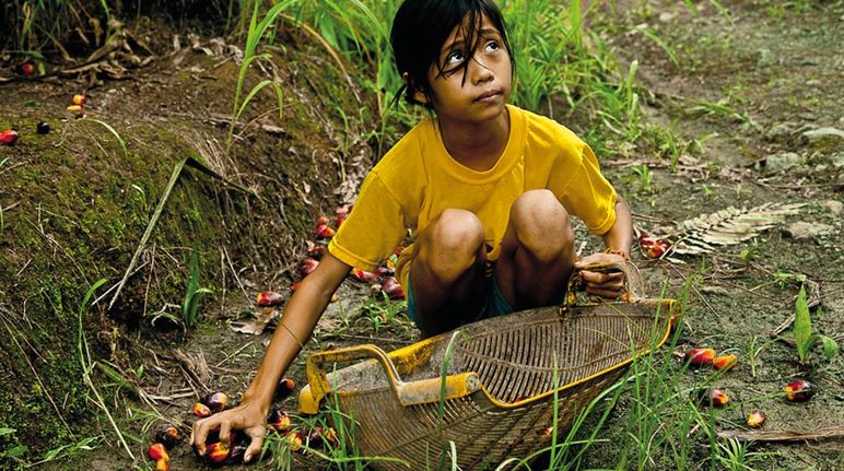 Anak-anak kecil sering harus menolong orang tuanya untuk memenuhi target kerja harian memanen sawit Gadis kecil mengumpulkan buah sawit