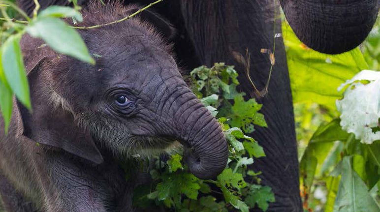Selamatkan gajah Sumatera! Anak gajah Sumatera di kawasan ekosistem Leuser
