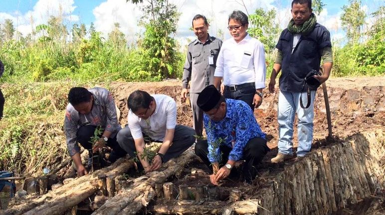 Pejabat-pejabat menanam bibit pada kanal yang telah disekat oleh warga dan relawan Kepala Badan Restorasi Gambut, Wagub dan Bupati menhargai usaha SOB