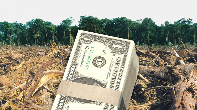 Lembar US Dollar di depan hutan hujan