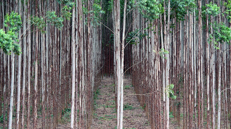 Monokultur Eukalyptus - HTI industri kertas di Brasil