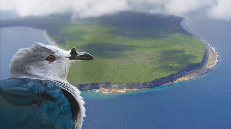 Atol Makatea adalah rumah bagi Merpati tahiti yang langka Merpati Tahiti didepan Atoll Makatea