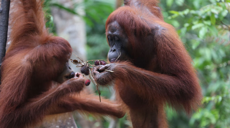 orang utan makan buah-buahan