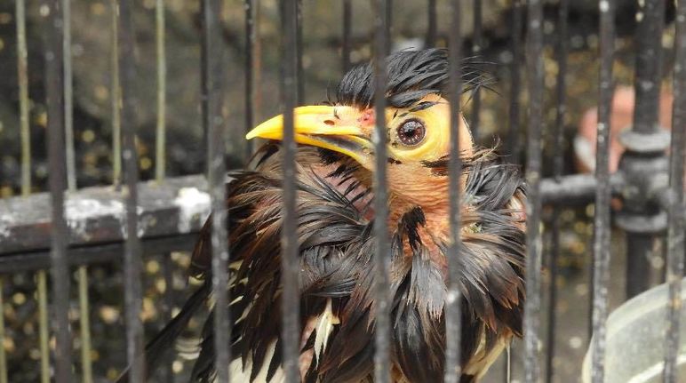 Burung dalam sangkar