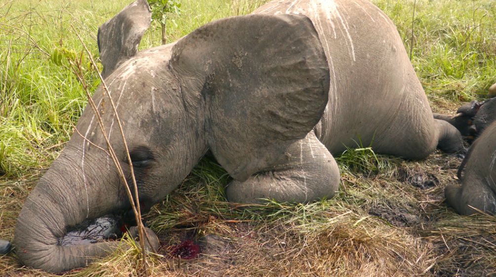 Anak gajah tergeletak mati diatas tanah